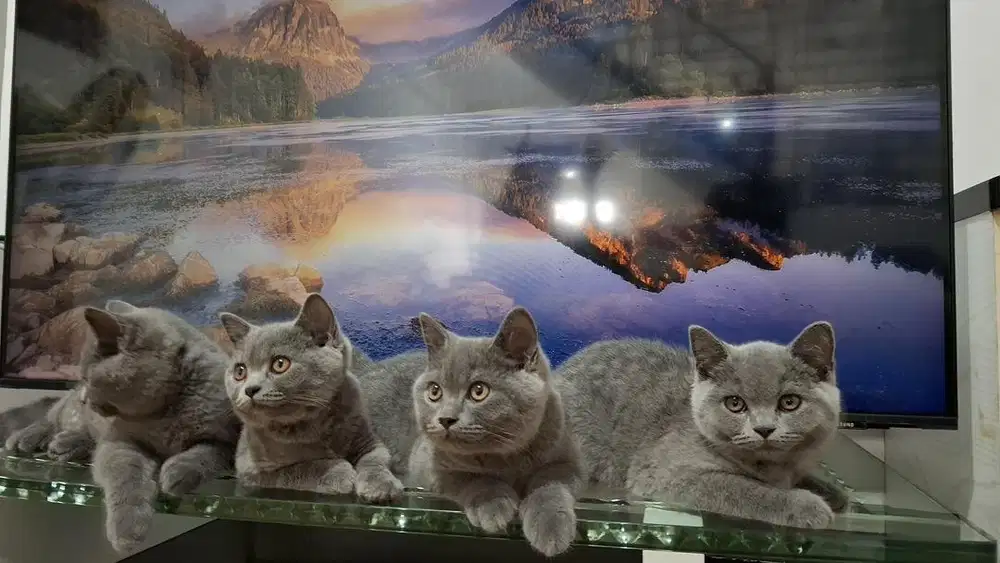 Kucing British Shorthair BSH Line Ped