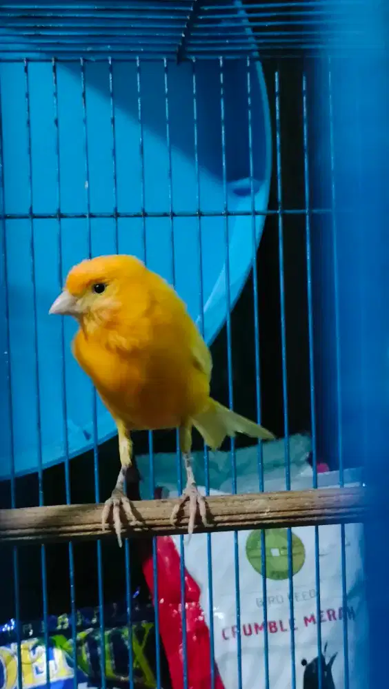 Kenari Betina Siapan