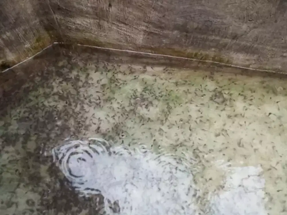 Bibit lele uk. 1-2 cm = 1000 ekor