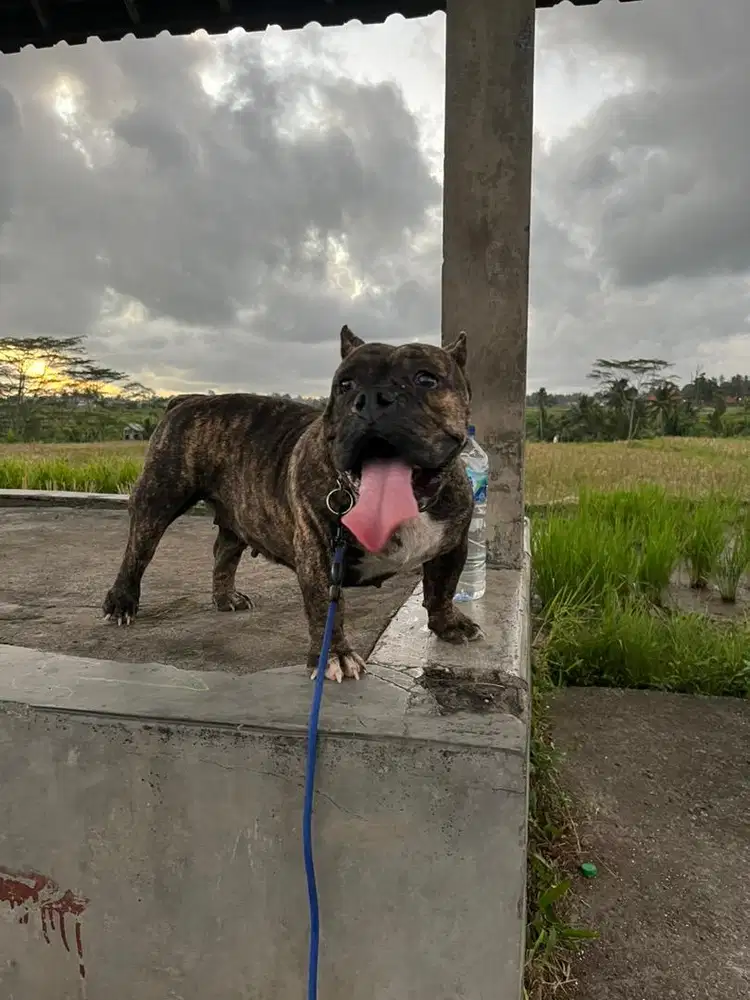 bully excotic betina