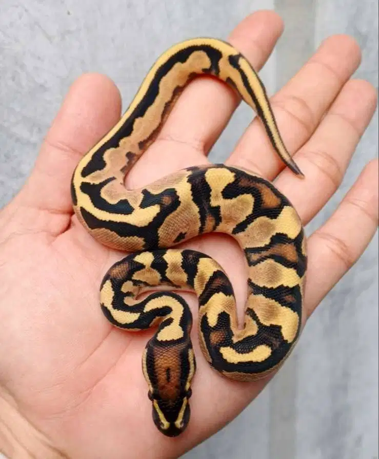 Fire Orange Dream het Albino Pied
