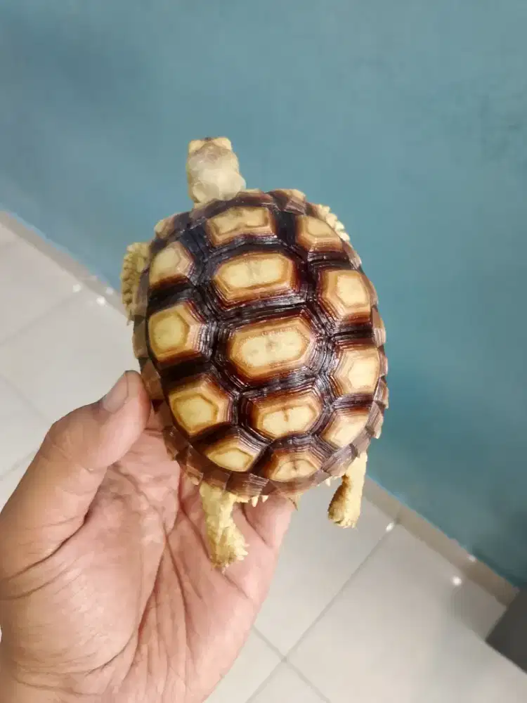 Kura kura sulcata 10 cm