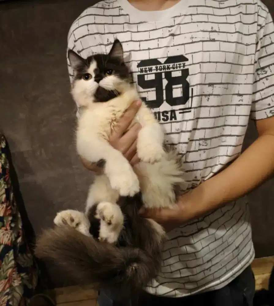 Kitten Persian jantan 4bulan