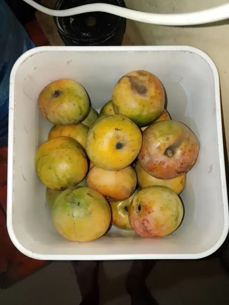 Mangga Apel mentah dan mateng