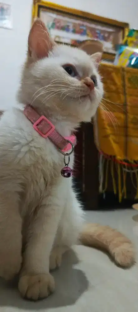 Anak kucing Persia ex BSH