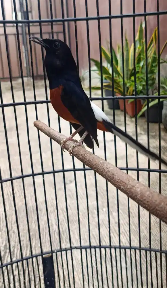 Murai medan mapan gacor