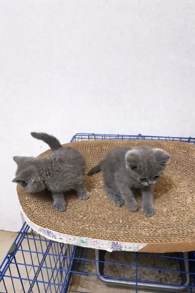 BSH British Shorthair Kitten Blue 3 bulan