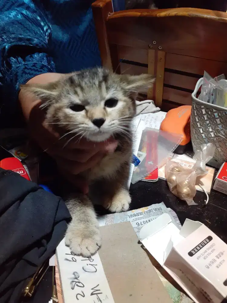 Kucing Persia mixdom