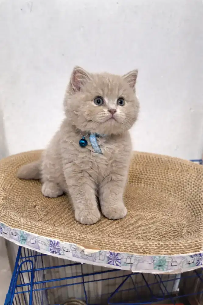 BSH British Shorthair Kitten Lilac Jantan 3 bulan