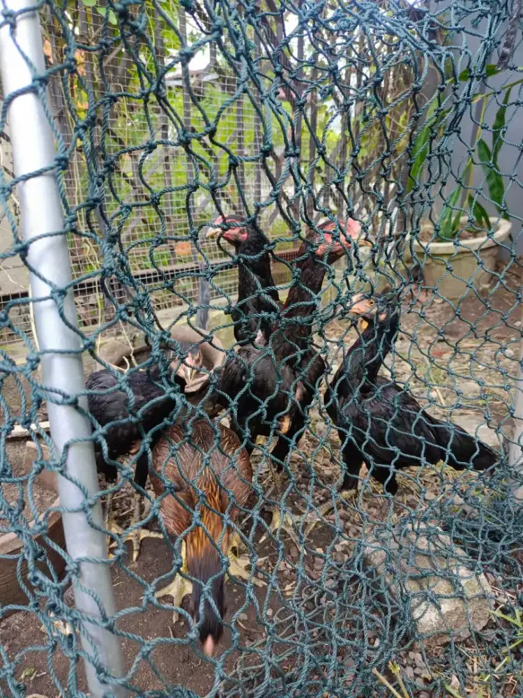 Dijual 7 ekor ayam muda/umur 3, 5 bulan.