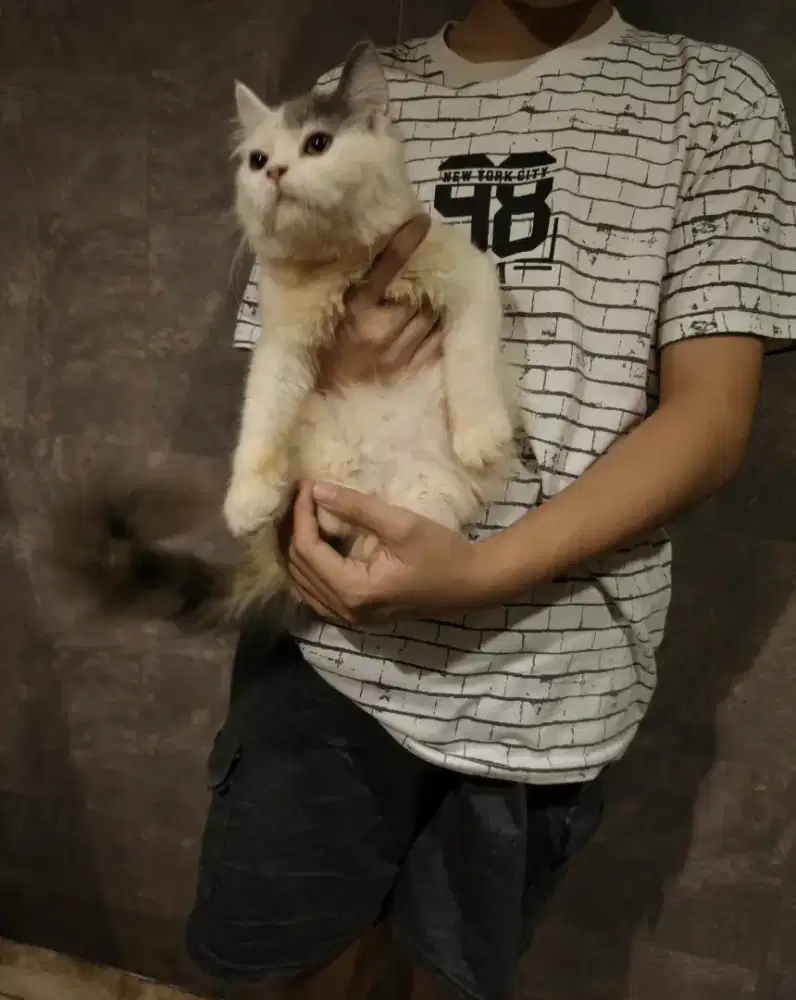 Kitten Persian jantan 5 bulan