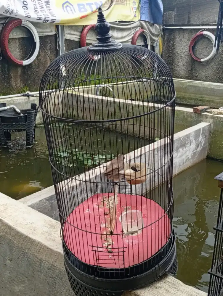 Burung krocokan fullset murah