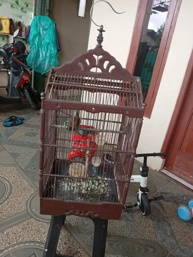 Burung krocokan fullset