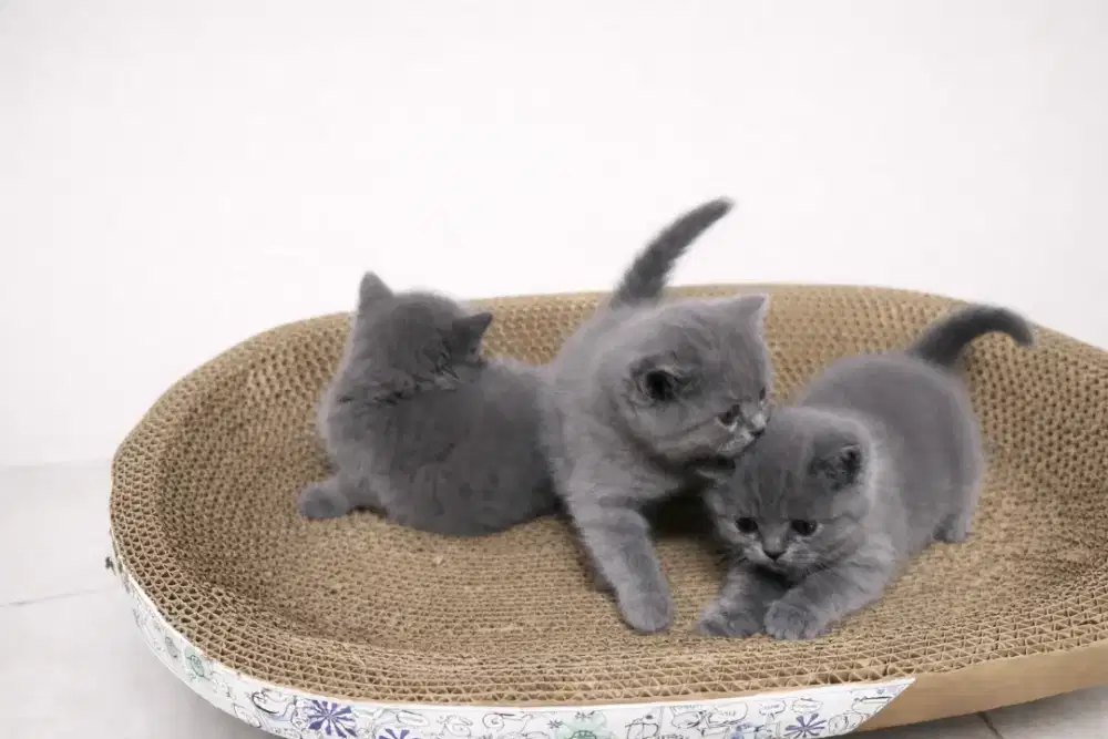 BSH British Shorthair Blue Kitten Induk All Ped