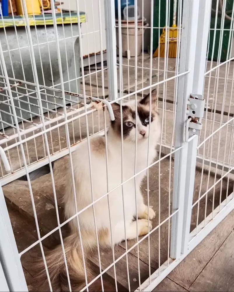 Jual 2 Kitten Kucing Betina Longhair Ragdoll & Silver Marble Fluffy