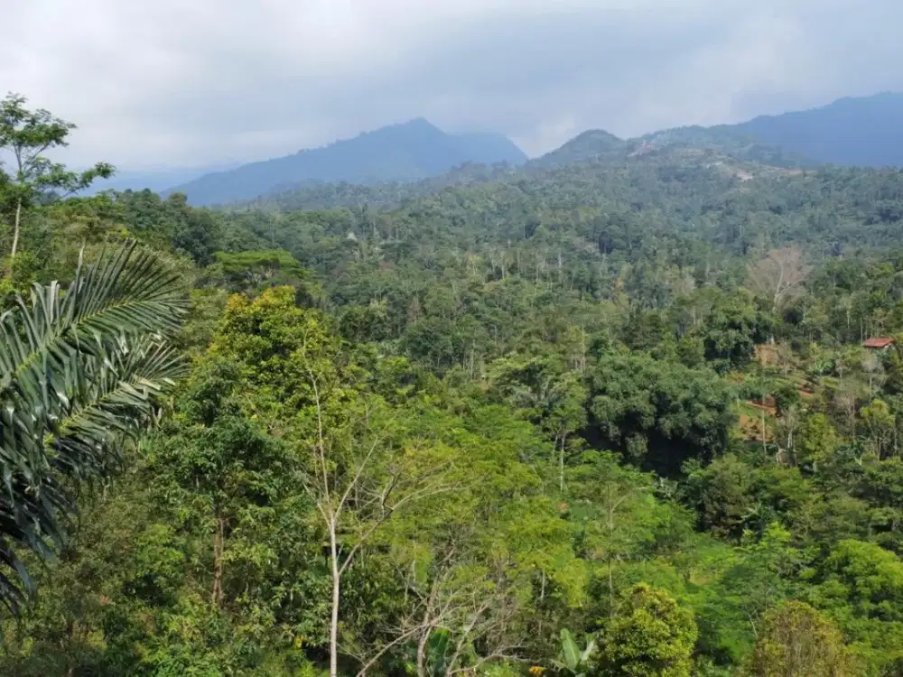 Dijual Murah Tanah Kebun di Dataran Tinggi Bojong Purwakarta
