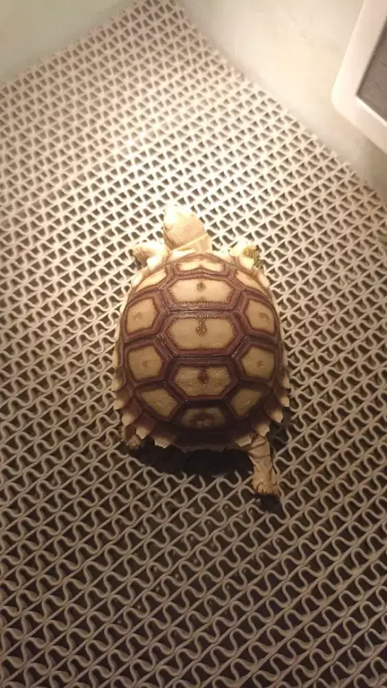 Sulcata Warna Cerah
