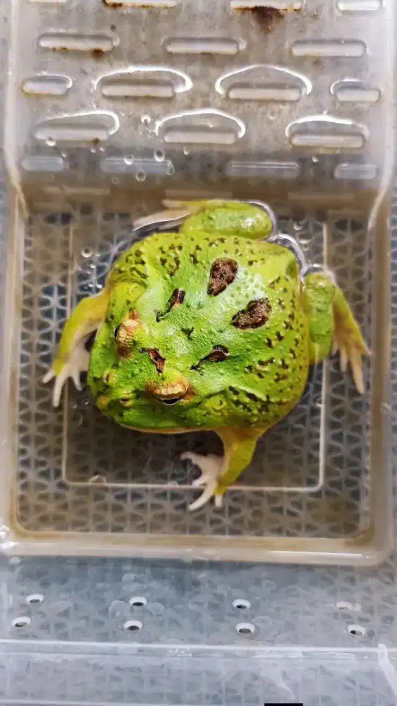 Kodok Pacman Ijo Jossss