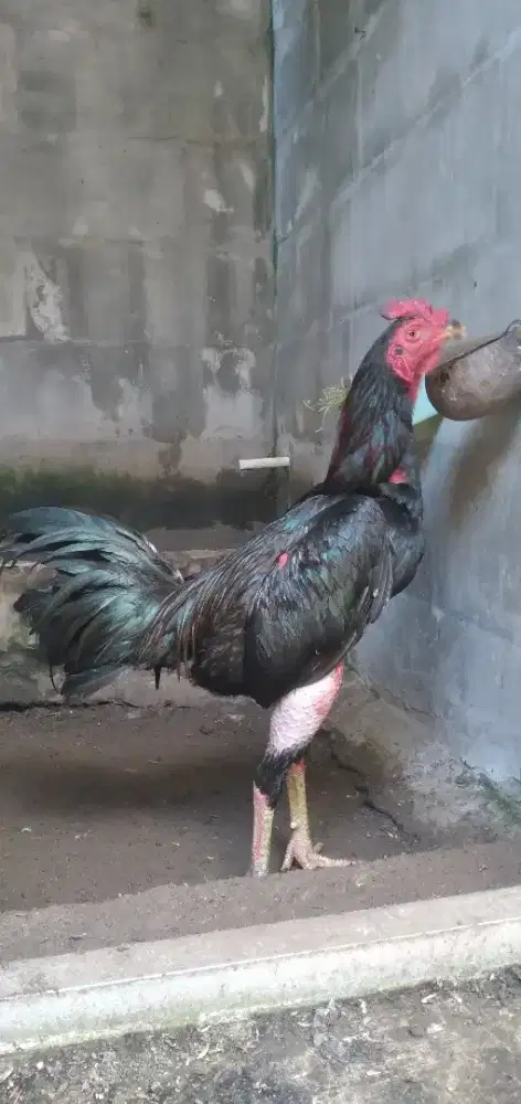 Ayam bangkok pama