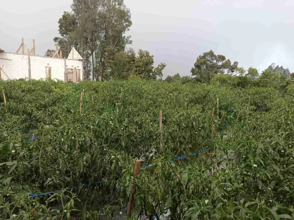 Tanah Bagus Untuk Investasi Istimewa View 3 Gunung Didaerah Dingin Kopeng- Kabupaten Semarang