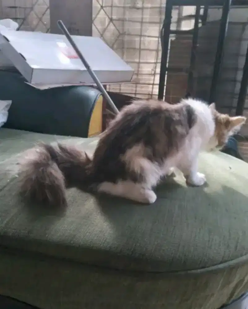 Persia buntut gembul usia 8 bulan  bertina