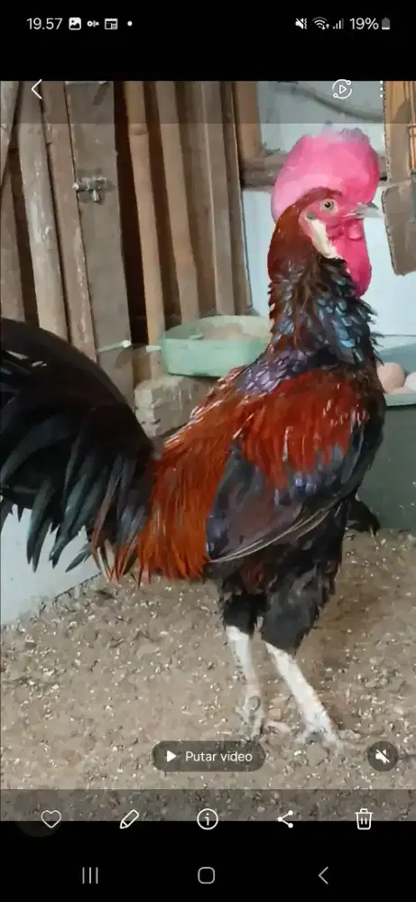 Ayam bekisar bodi big.