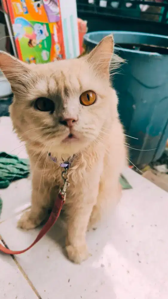 Kucing Persia jantan