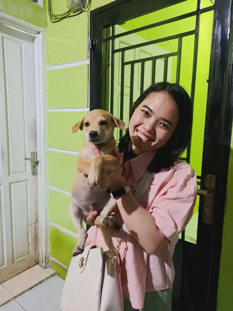 Jual anjing kampung murah