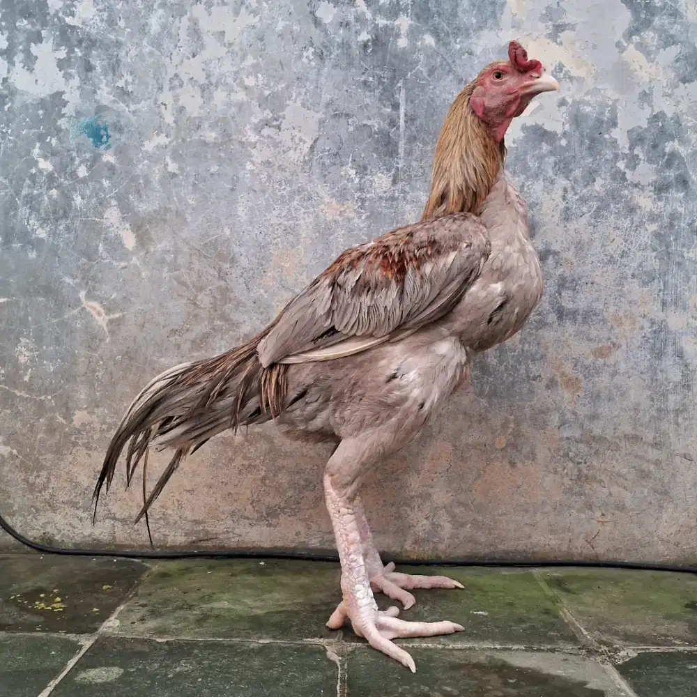 ayam bangkok klasik