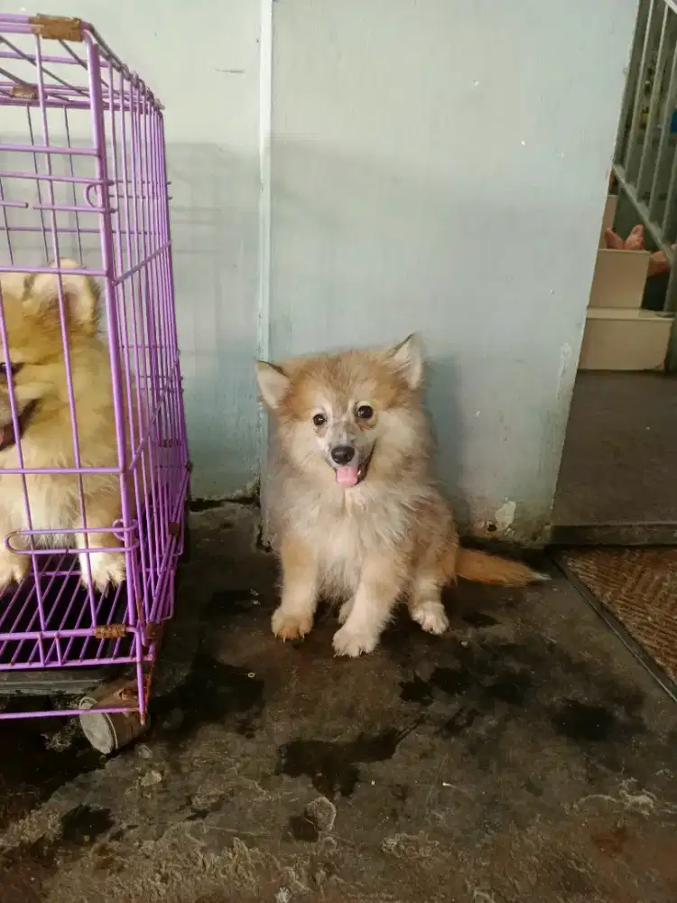 Jual pupy pom 2 bulan jntan
