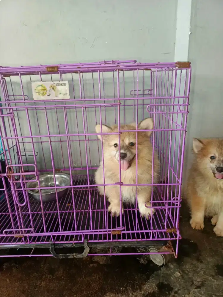 Jual pupy pomerian