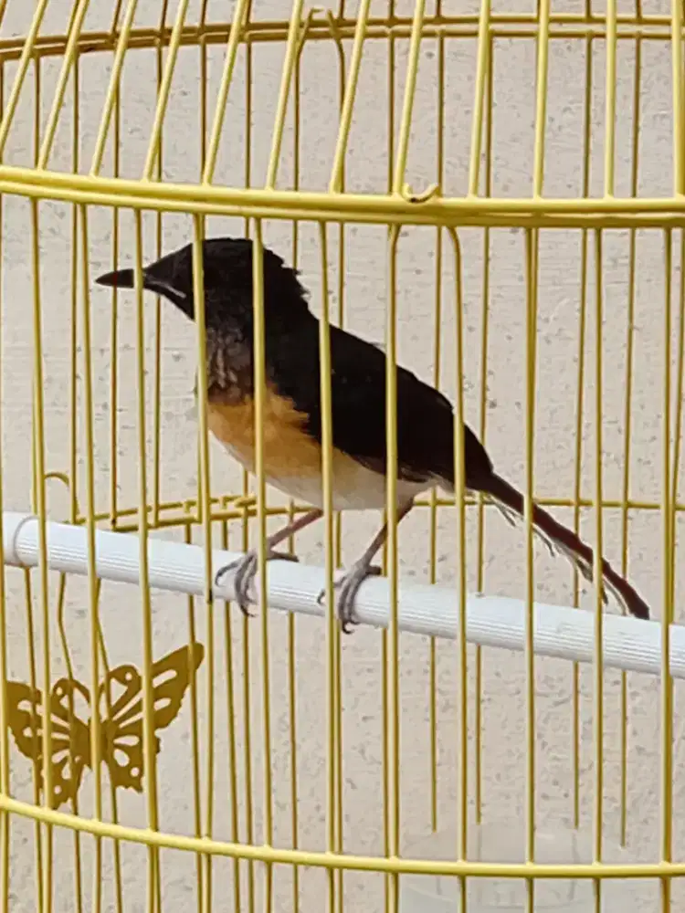 Murai trotol betina los ring