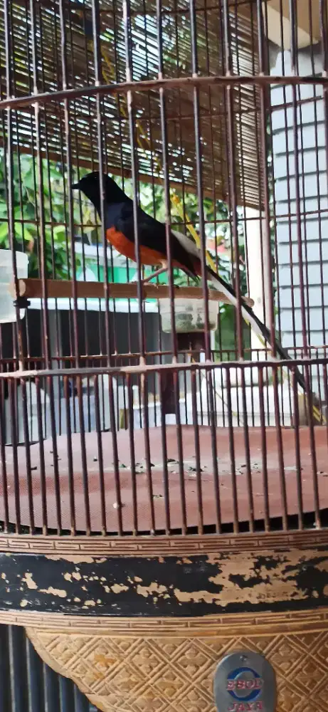 Murai Batu Medan Gacor Nego sampai jadi