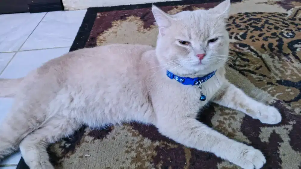 Jual kucing bsh jantan