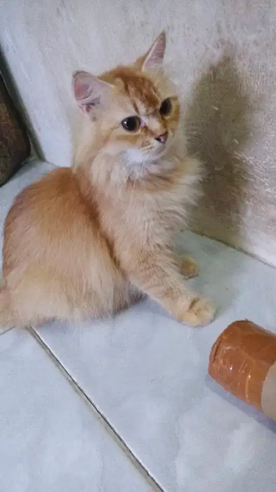 Indukan persia plus kitten mix bsh