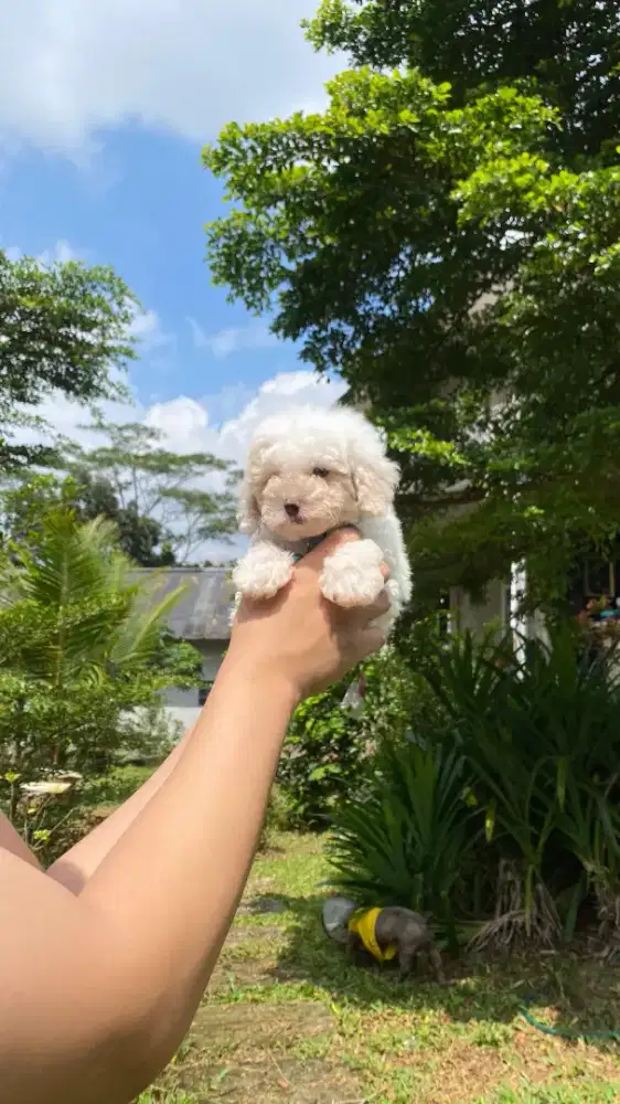 Toy Poodle Party Snowy Kosongan ( Male )