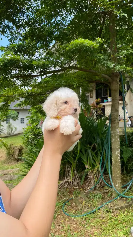 Toy Poodle Party Snowy Color Kosongan Male
