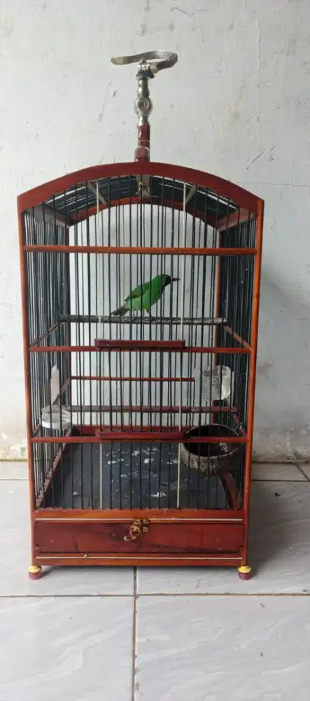 Pastol usia cukup jamtrok