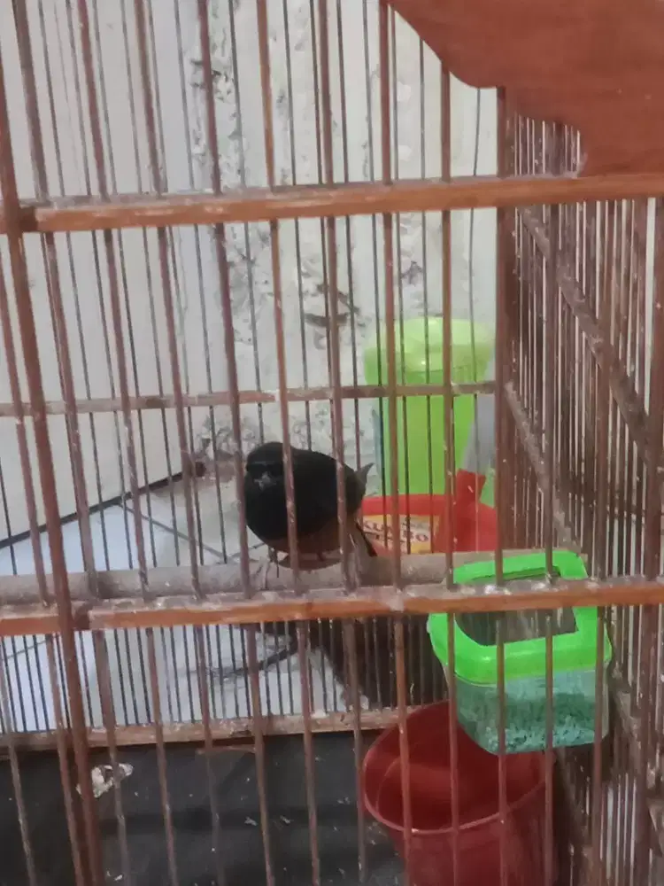 Jual muray MH pastol Pur total jantan