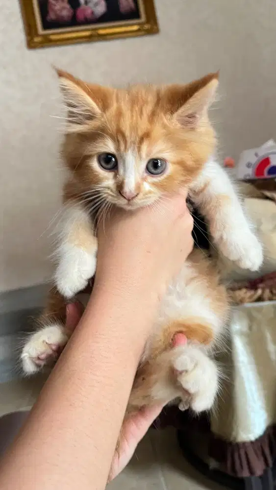 Jual kucing umur 3 bulan persia-anggora harga nego