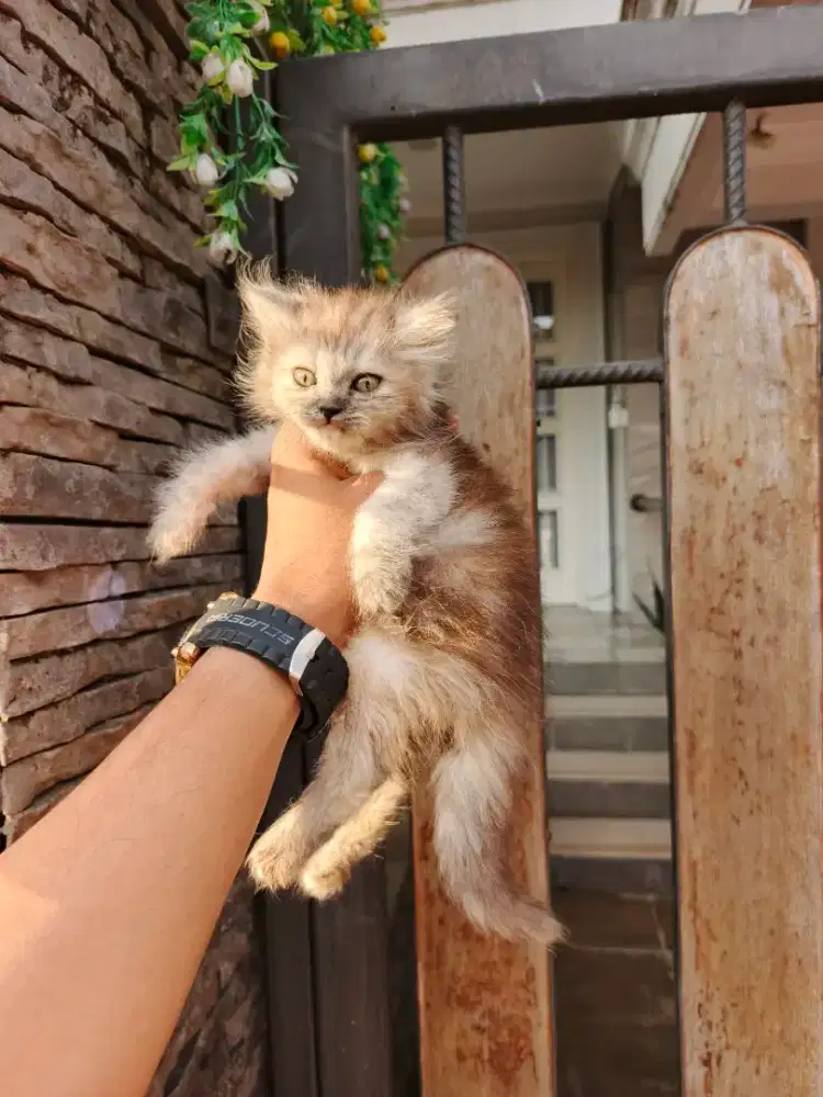 Kitten persia Longhair