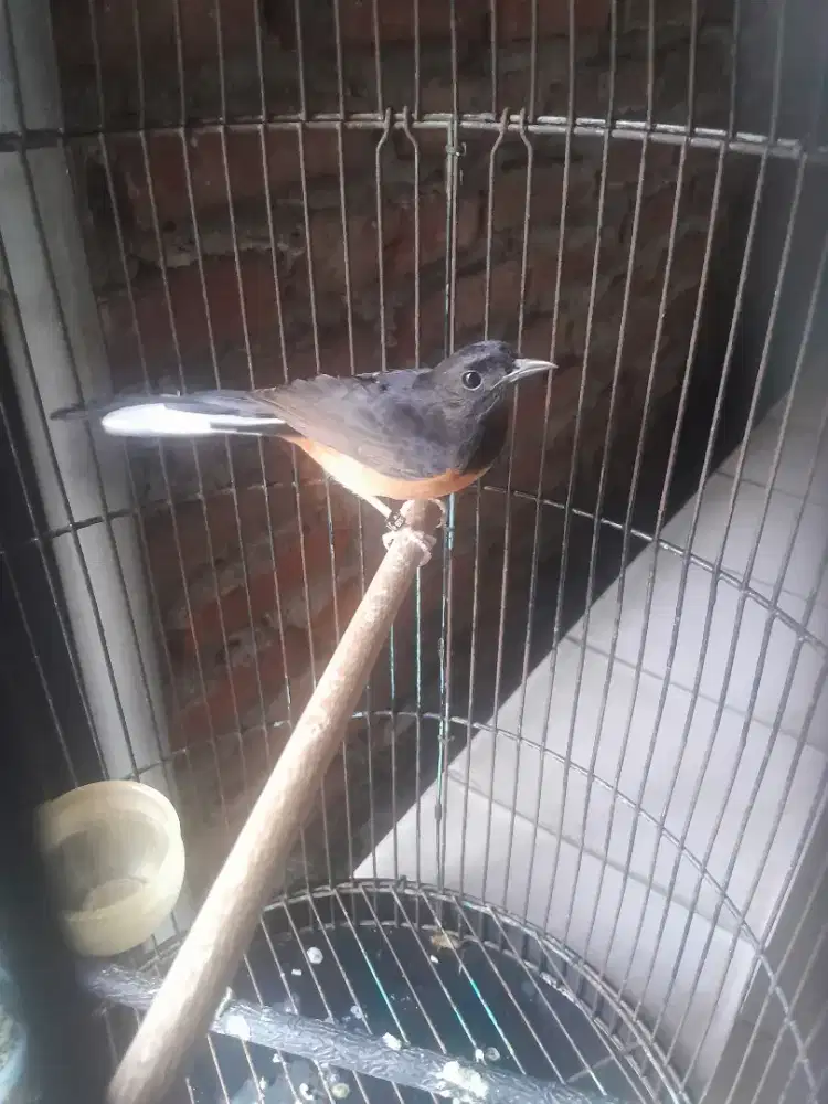 Murai Medan betina siapan