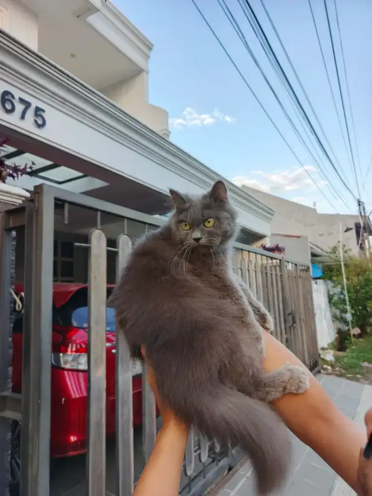 Persia flatnose abu solid lagi birahi