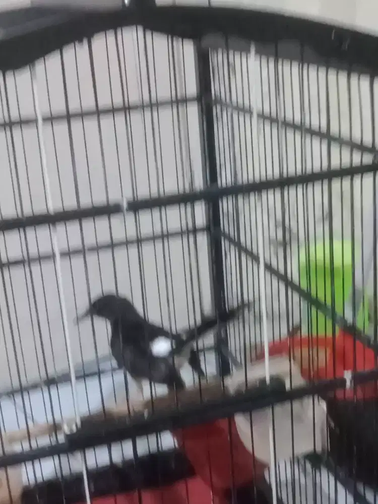 Jual muray trotol tra prestasi ekor 25x19