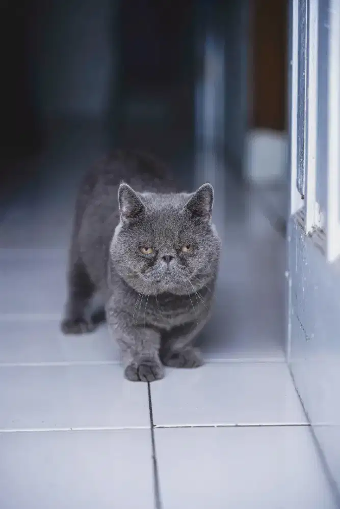 Jasa Pacak Kucing Munchkin Pesek