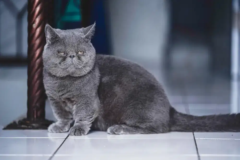 Jasa Pacak Kucing Munchkin Pesek