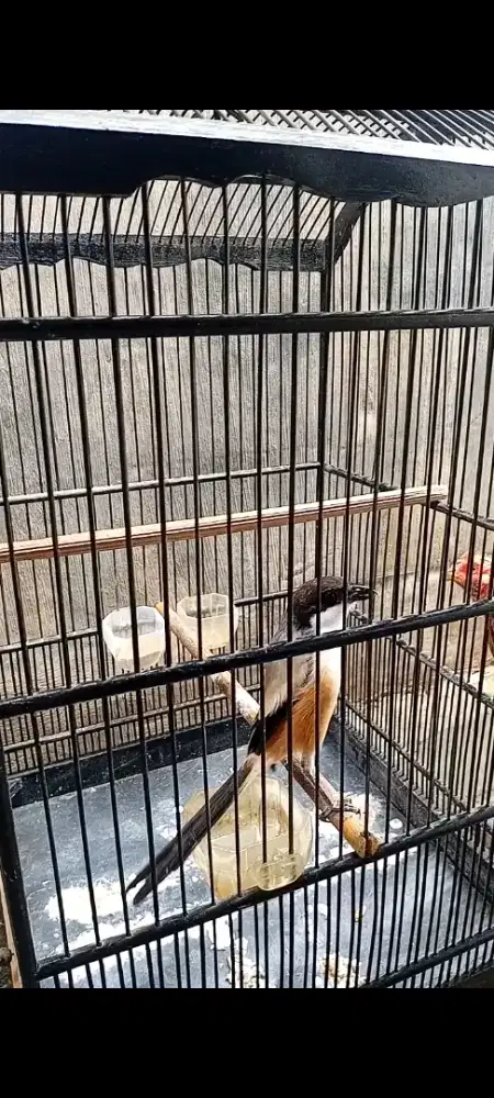 Pentet madura gacor dor