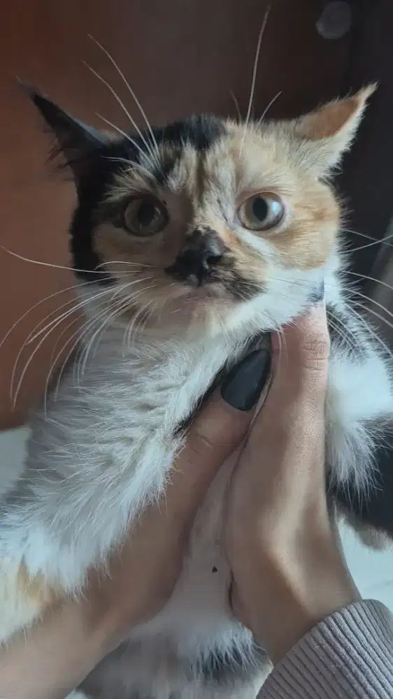 Kucing Bsh mix calico