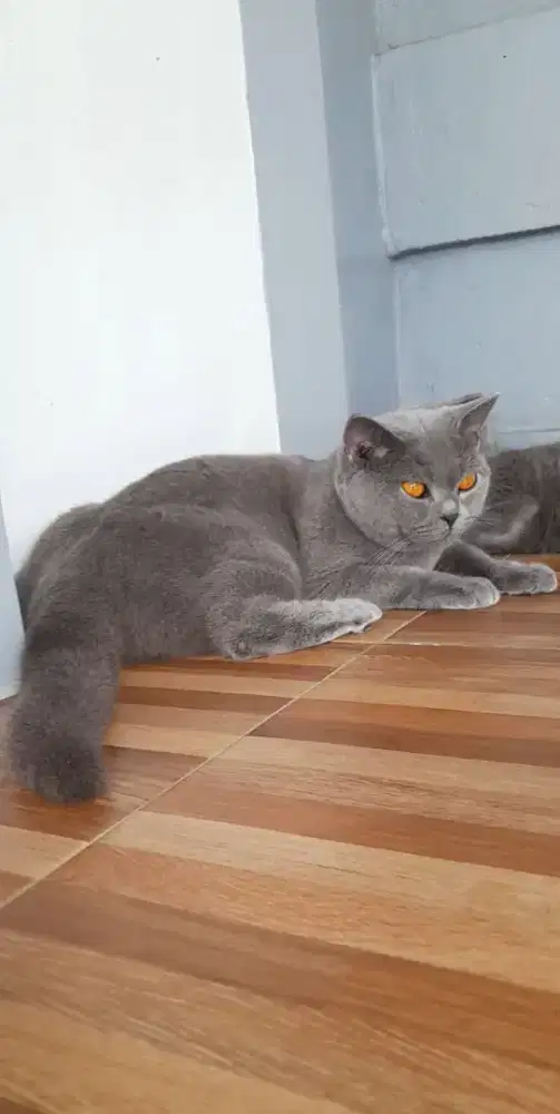Jasssa pacak British shorthair