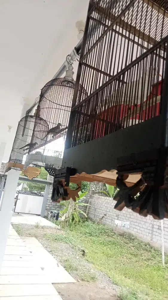 Burung perkutut katuranggan Pancoran mas dan Rondo semoyo